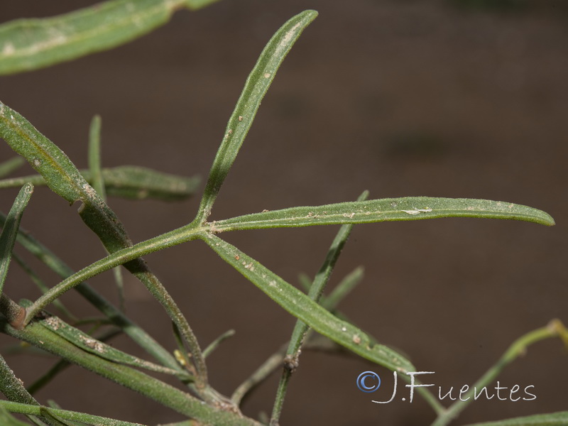 Reseda stricta.05