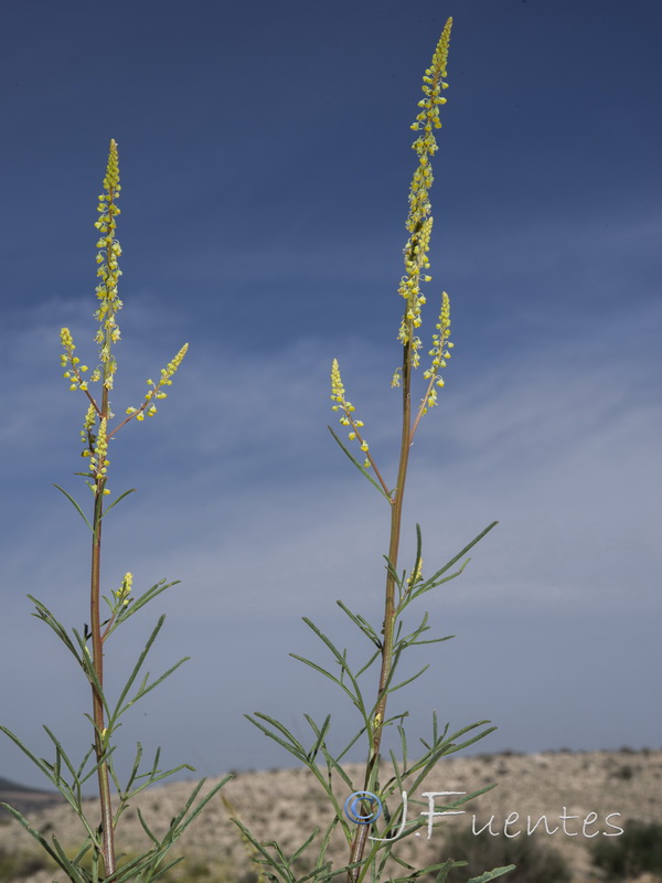 Reseda stricta.06