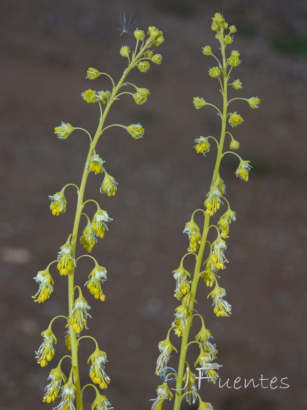 Reseda stricta.08