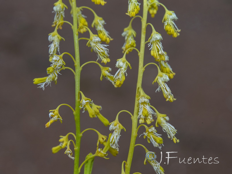 Reseda stricta.09