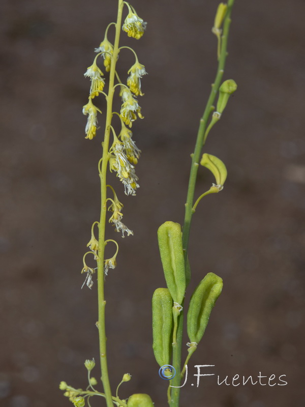 Reseda stricta.12