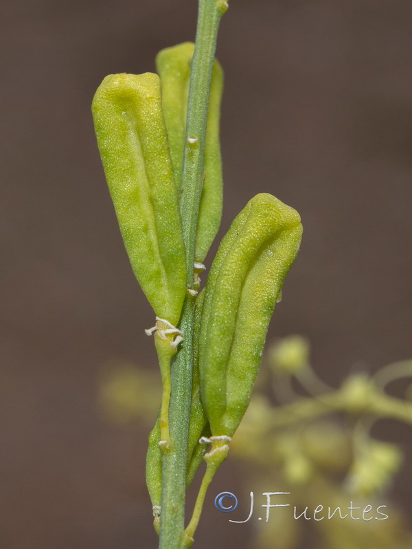 Reseda stricta.13