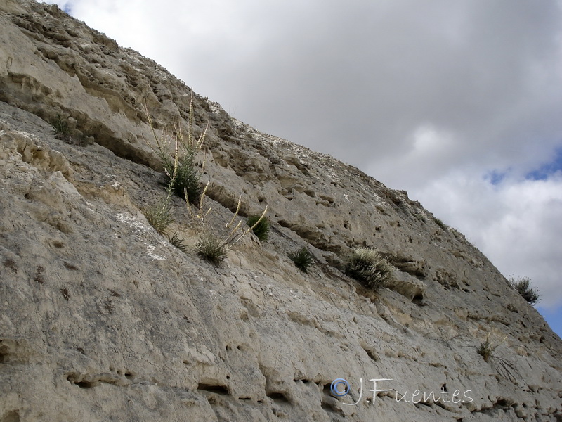 Reseda suffruticosa.01