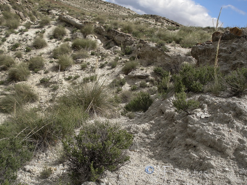 Reseda suffruticosa.03