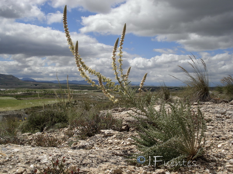 Reseda suffruticosa.04