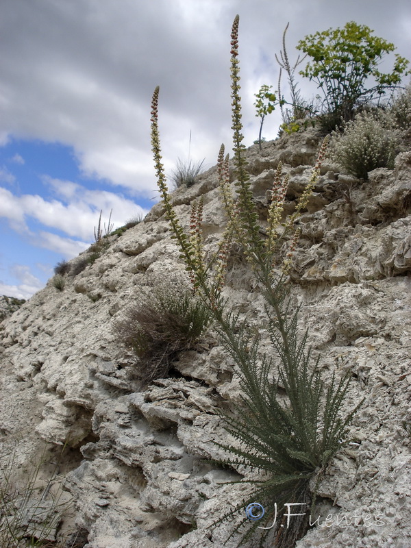 Reseda suffruticosa.09