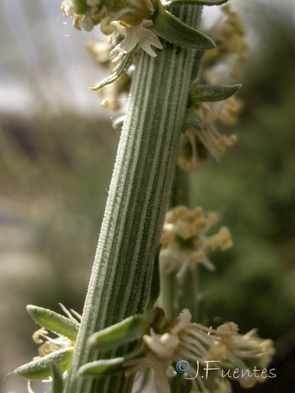 Reseda suffruticosa.10