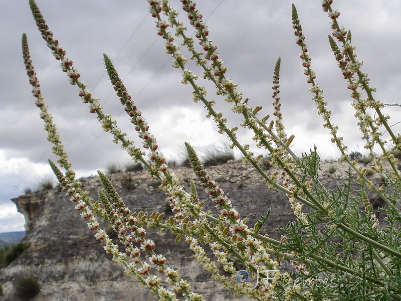 Reseda suffruticosa.12