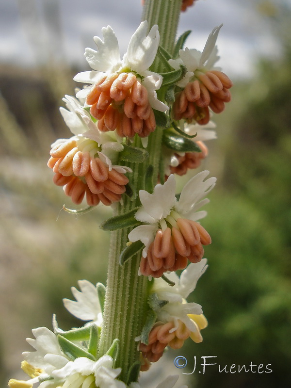 Reseda suffruticosa.13