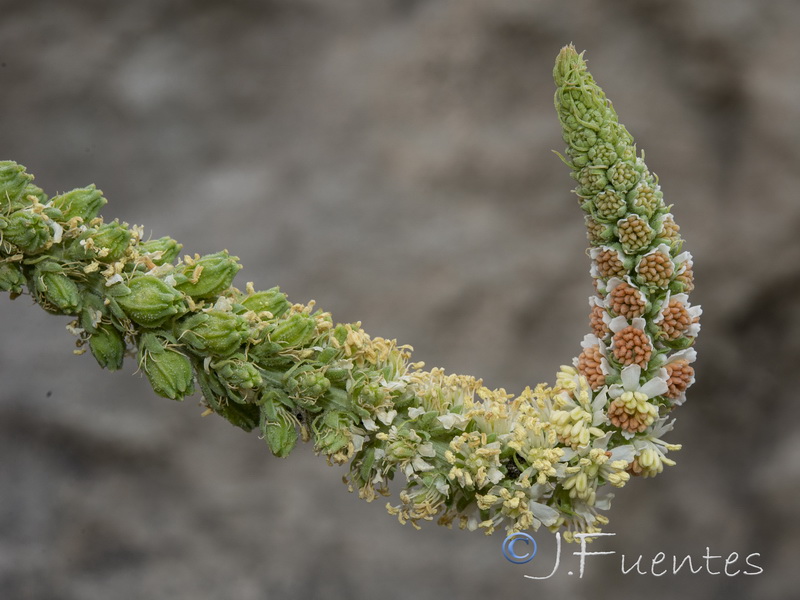 Reseda suffruticosa.19