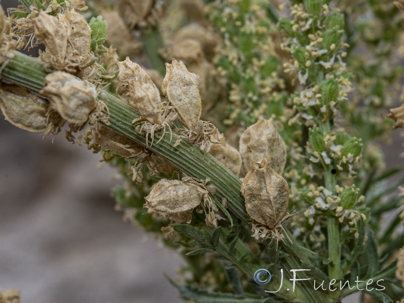 Reseda suffruticosa.23