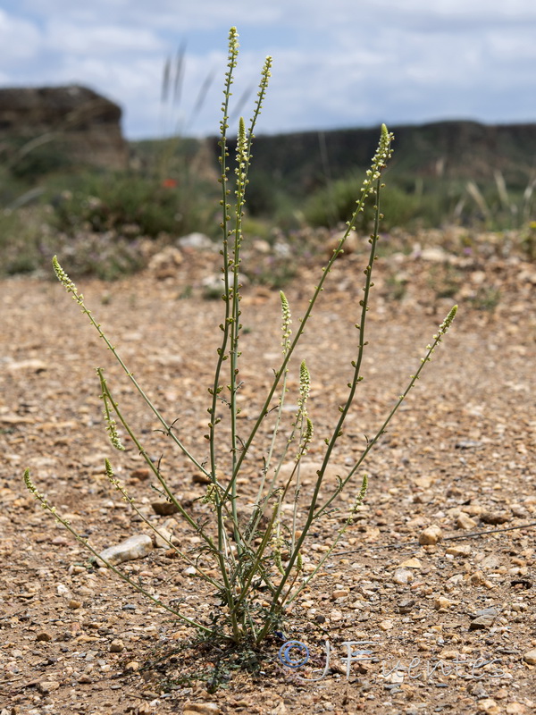 Reseda undata leucantha.01