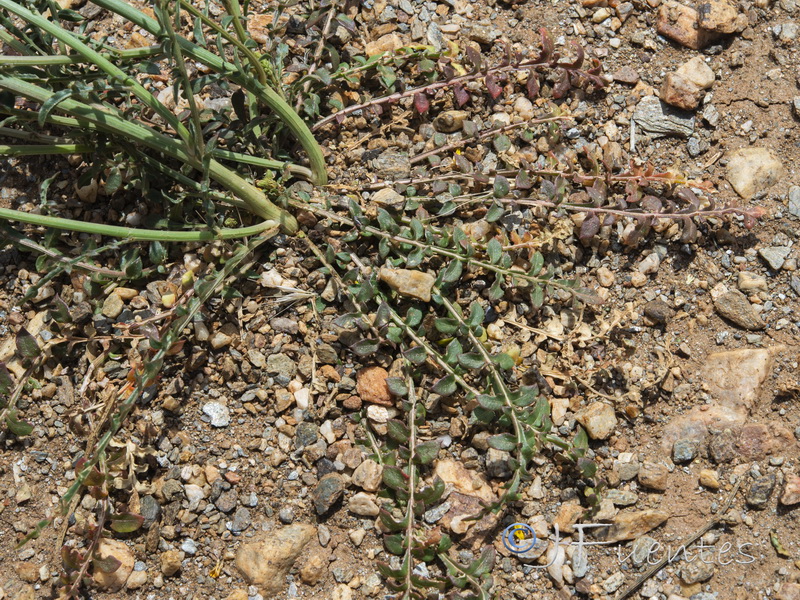 Reseda undata leucantha.02