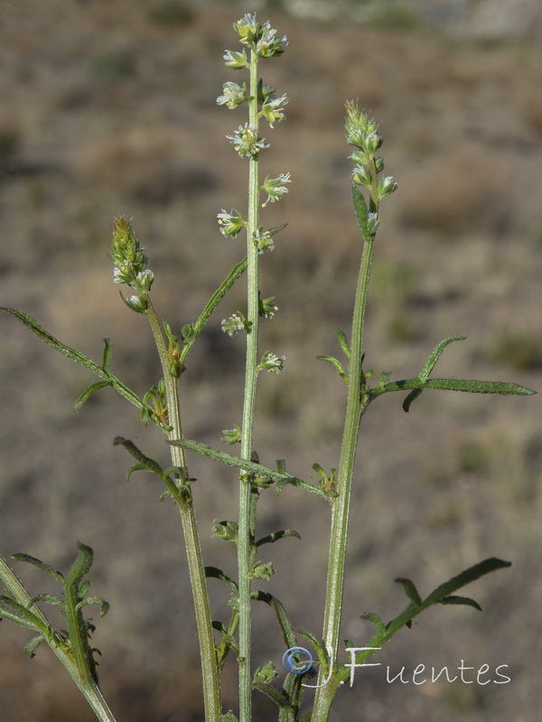 Reseda undata leucantha.03