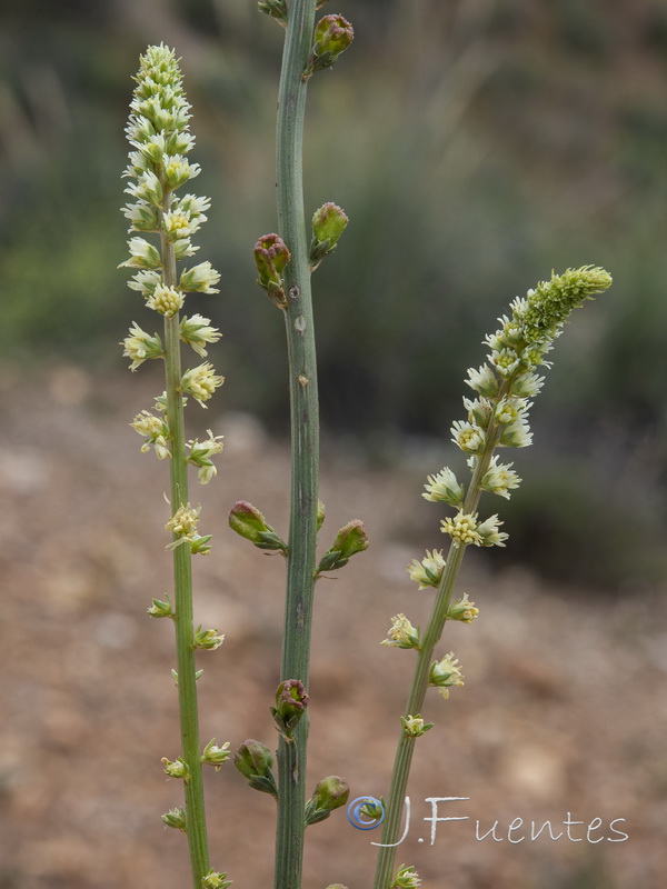 Reseda undata leucantha.04