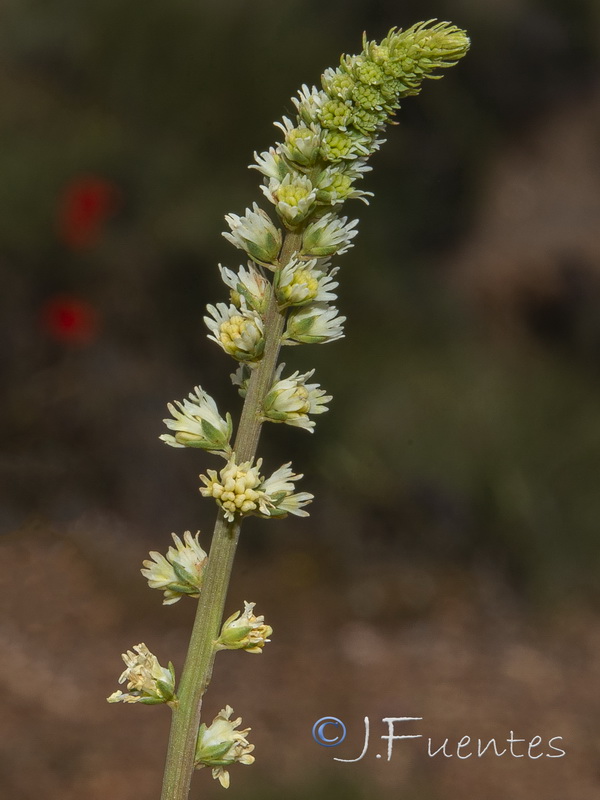 Reseda undata leucantha.06