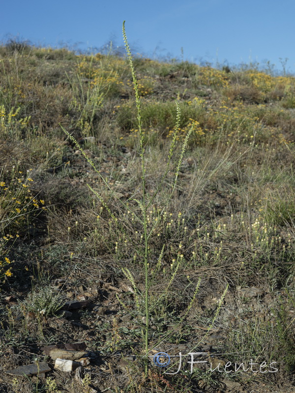 Reseda undata undata.01