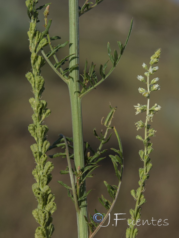 Reseda undata undata.02
