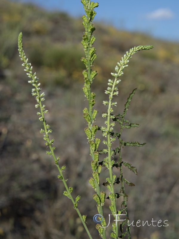 Reseda undata undata.03