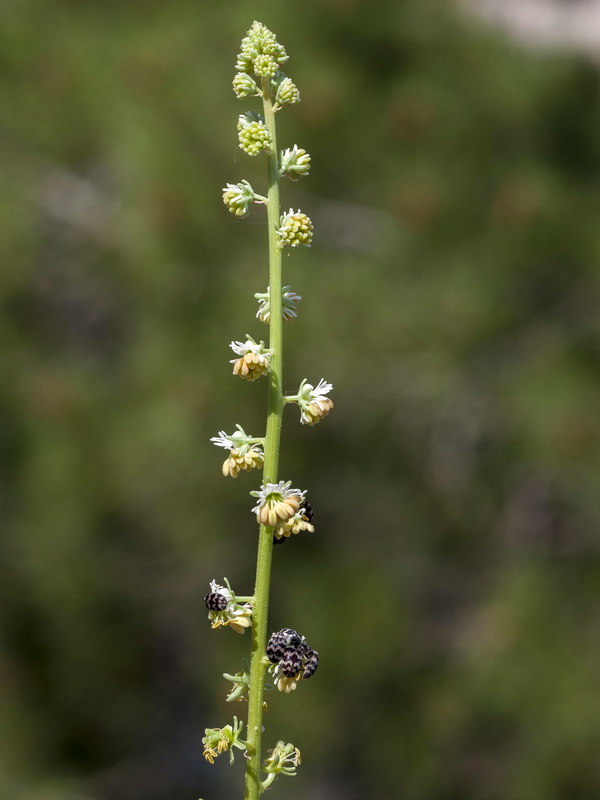 Reseda valentina almijarensis.06