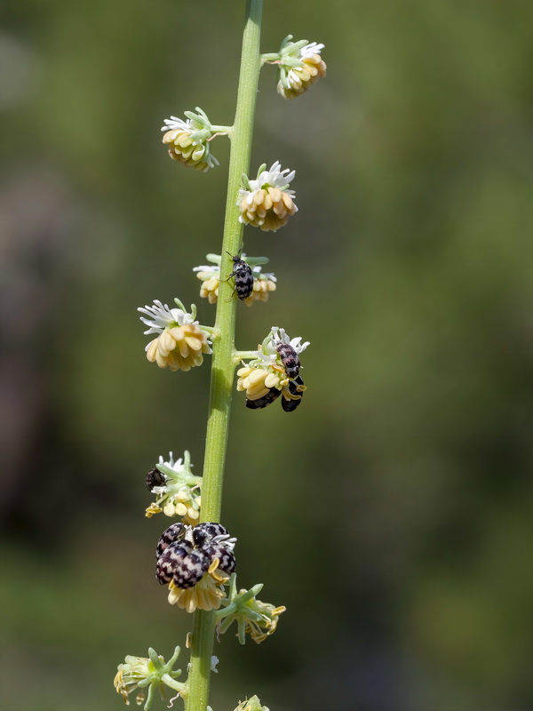 Reseda valentina almijarensis.10