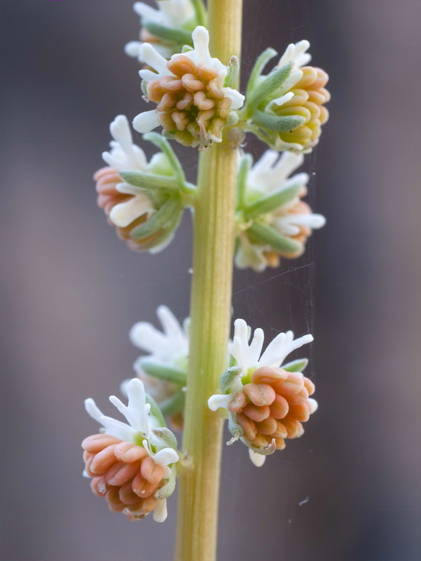 Reseda valentina almijarensis.11