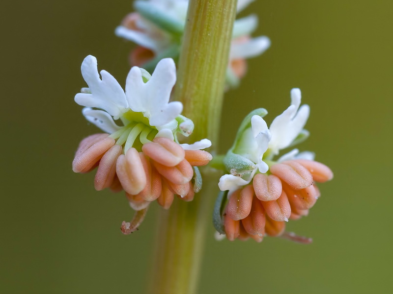 Reseda valentina almijarensis.12