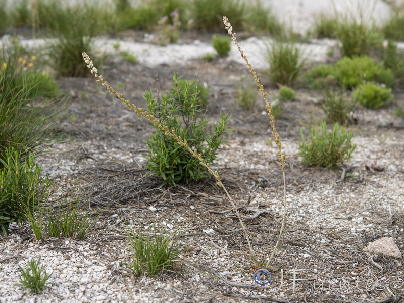 Reseda valentina almijarensis.14