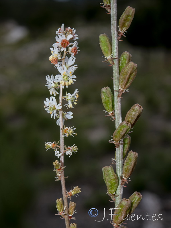 Reseda valentina almijarensis.19