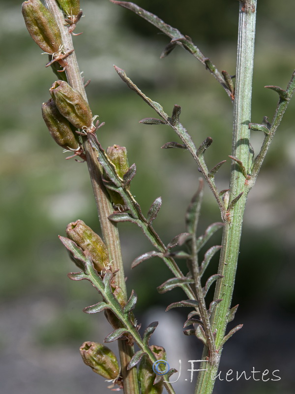 Reseda valentina almijarensis.20