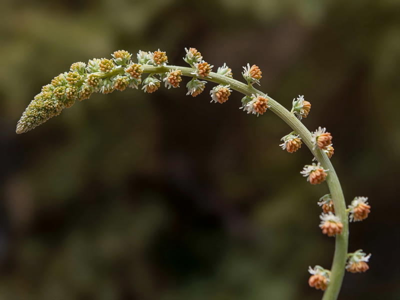 Reseda valentina almijarensis.21