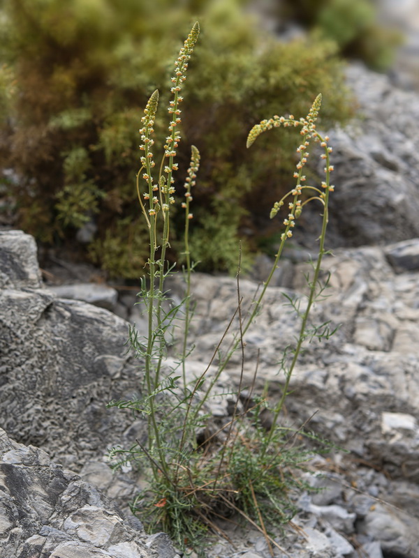Reseda valentina almijarensis.23