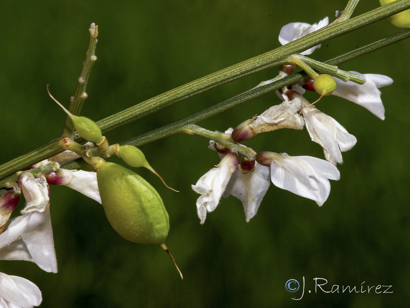 Retama monosperma.12