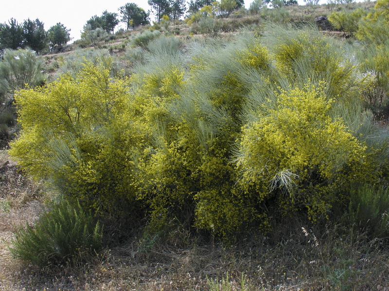 Retama sphaerocarpa.02