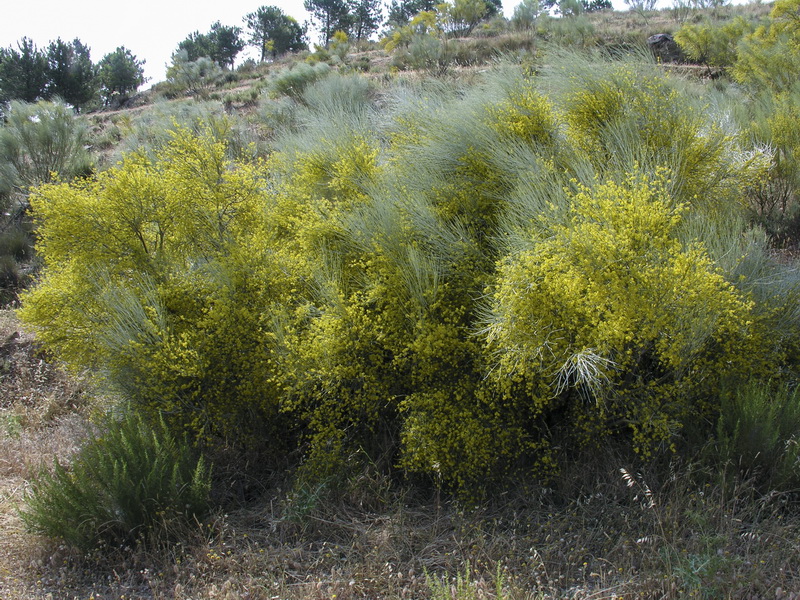 Retama sphaerocarpa.02