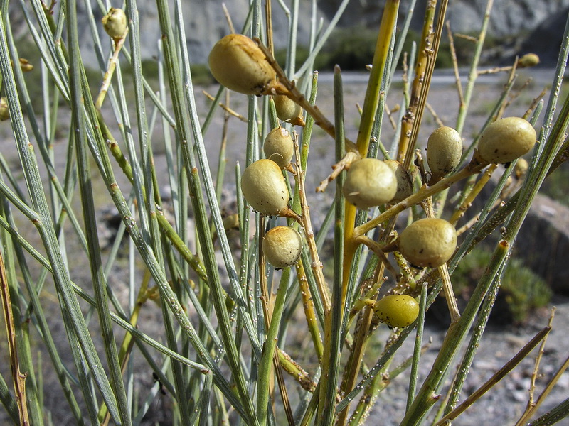 Retama sphaerocarpa.16