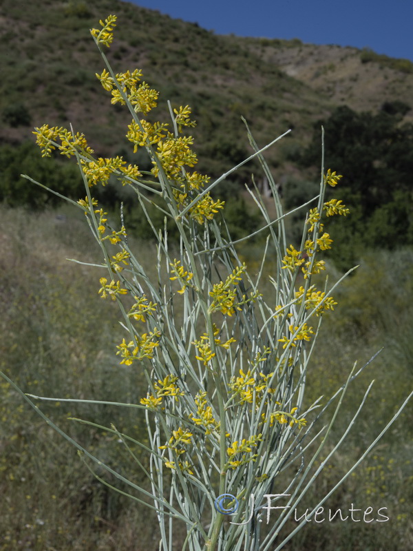 Retama sphaerocarpa.18