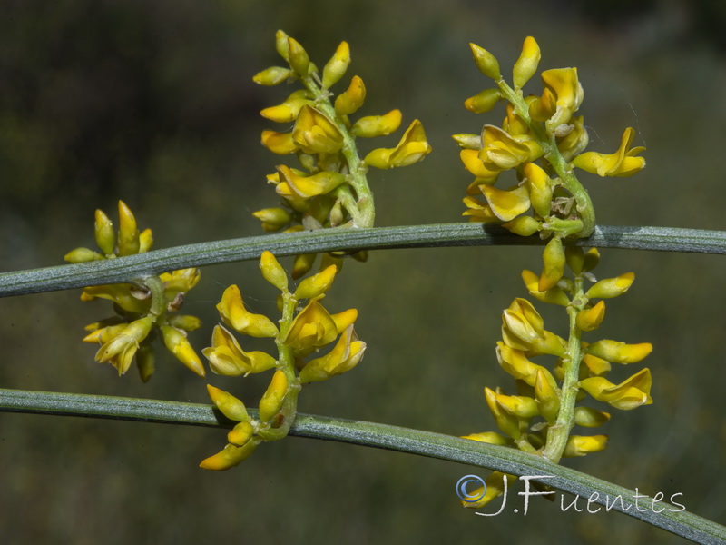 Retama sphaerocarpa.19