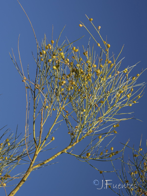 Retama sphaerocarpa.16