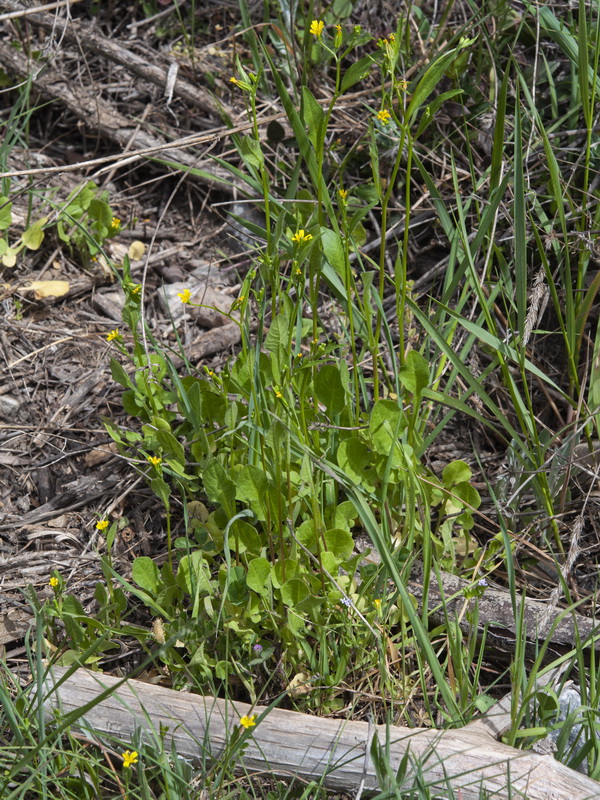 Rhagadiolus edulis.01