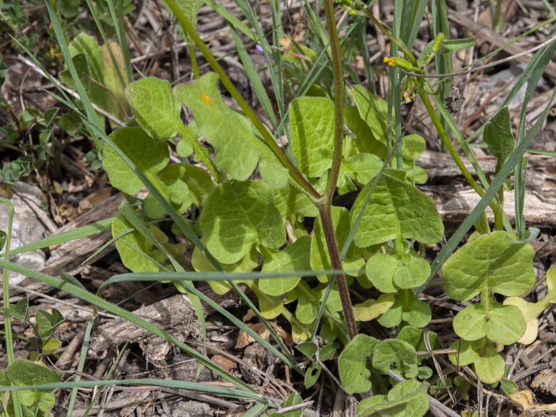 Rhagadiolus edulis.02