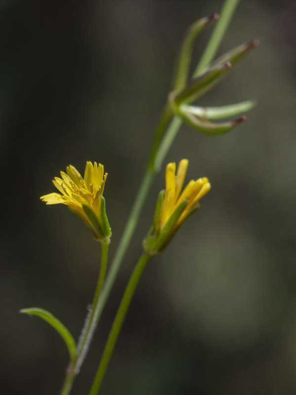 Rhagadiolus edulis.09