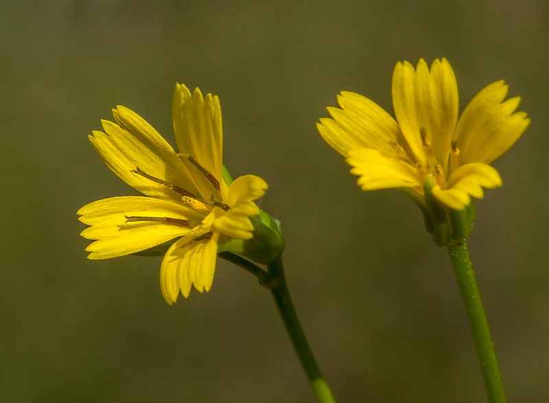 Rhagadiolus edulis.12