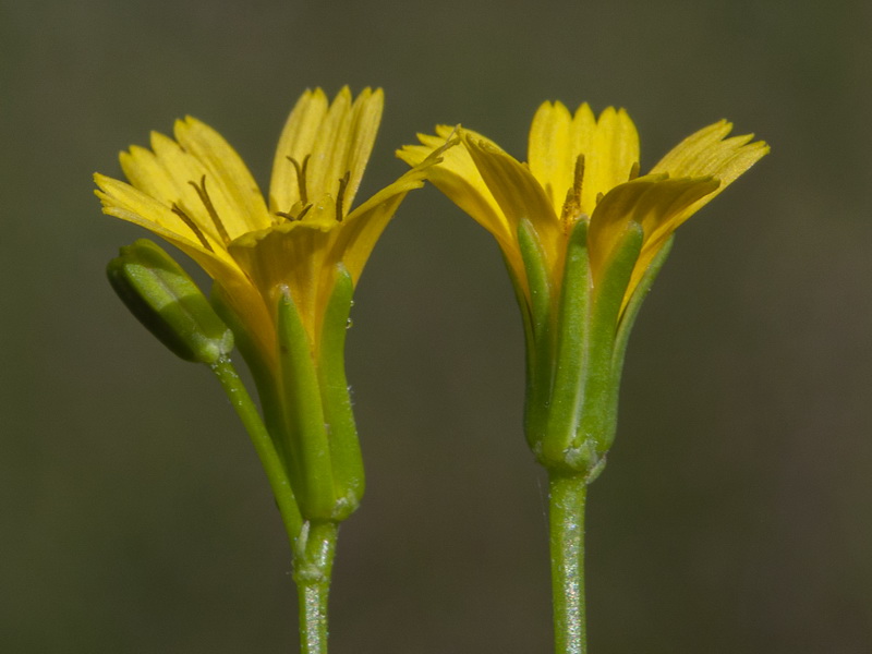 Rhagadiolus edulis.13