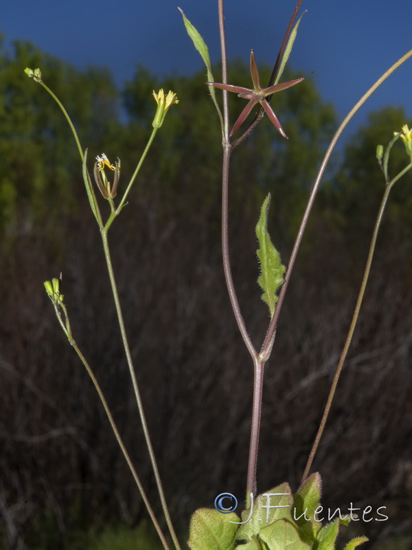 Rhagadiolus edulis.19