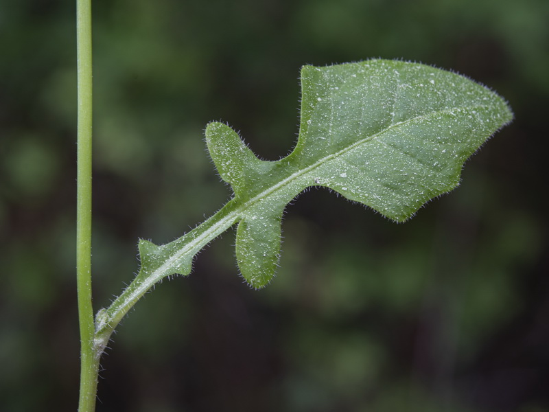 Rhagadiolus edulis.21