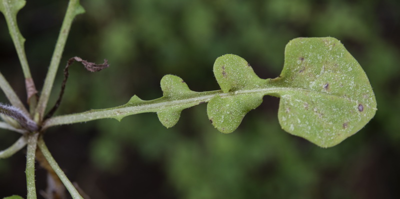 Rhagadiolus edulis.22