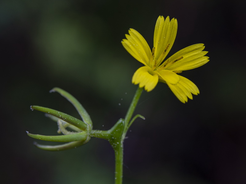 Rhagadiolus edulis.23