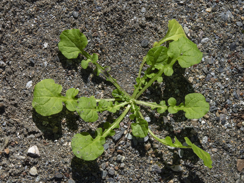 Rhagadiolus edulis.24
