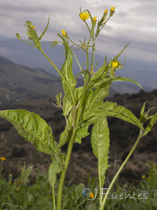 Rhagadiolus stellatus.01